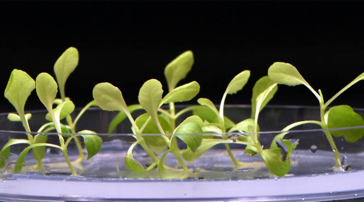 The Use of Artificial Photosynthesis in the Production of Food
