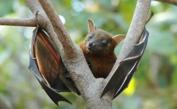file-lesser-short-nosed-fruit-bat-cynopterus-brachyotis